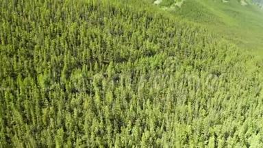 前进的松树林，绿色的大自然，替罪羊山，野生的空中<strong>缔造</strong>者。 4k无人驾驶飞机